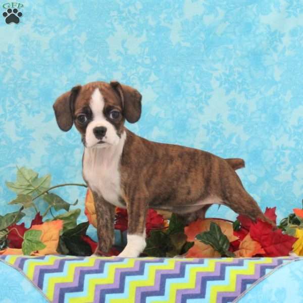 Kisses, Boston Terrier Mix Puppy